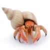 Bernard l'hermite, figurine 56054<Papo Sale