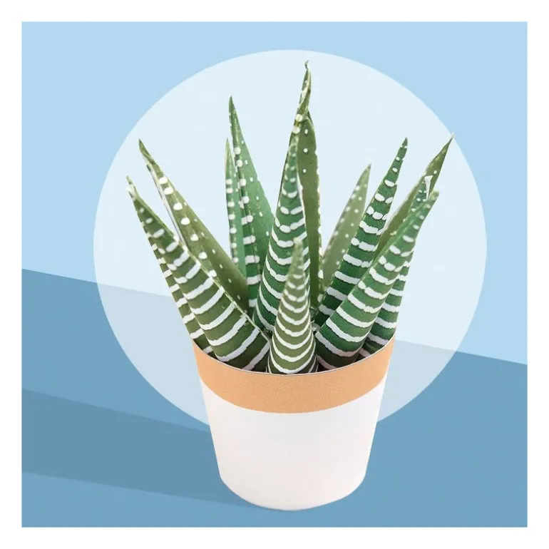 Les petits cactus, maquettes en papier ''<Sophie et Martin Discount