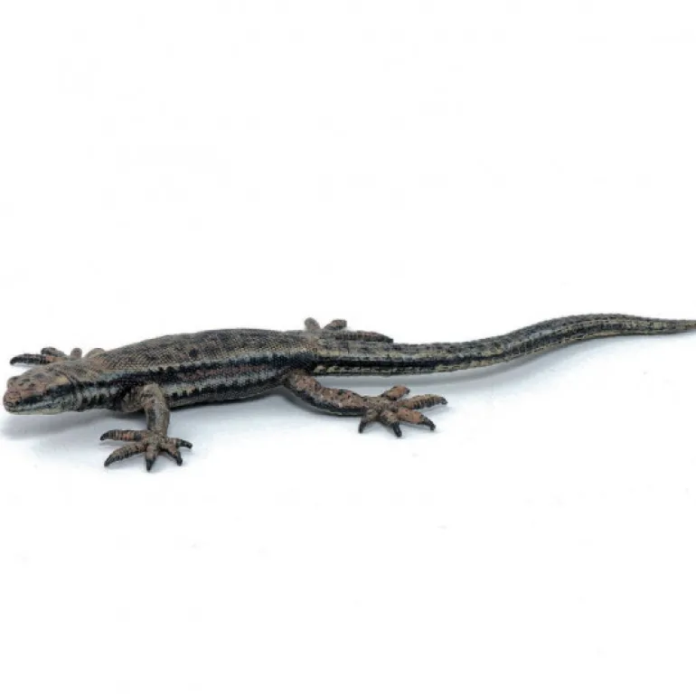 Lézard commun, figurine 50300<Papo Store