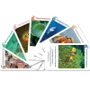 O les poissons ! et autres merveilles, jeu de 12 familles Sylvie de Soye<Jeux Sylvie de Soye Best Sale