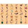 Puzzle 'Cherche & Trouve' Animaux du desert 64 pcs<Mudpuppy Discount